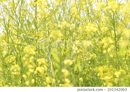 黃芥菜花開在河床上 101342063