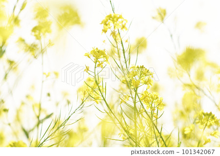 Yellow mustard rape blossoms blooming on the riverbed 101342067