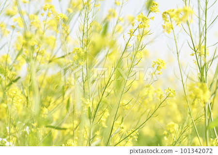 Yellow mustard rape blossoms blooming on the riverbed 101342072