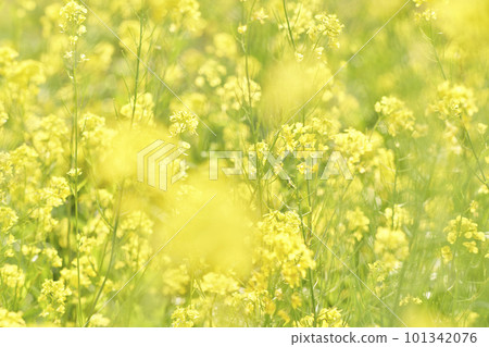 黃芥菜花開在河床上 黃芥菜花開在河床上 101342076