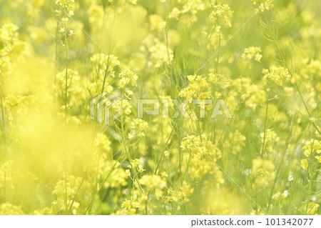 Yellow mustard rape blossoms blooming on the riverbed 101342077