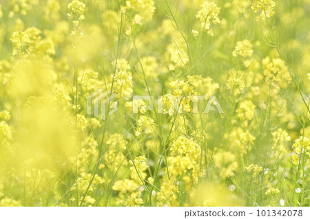 黃芥菜花開在河床上 黃芥菜花開在河床上 101342078