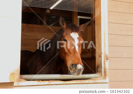 一匹馬從馬厩中探出頭馬 San San Ranch Shimane Prefecture Masuda City Ranch 一匹馬從馬厩中探出頭馬 San San Ranch Shimane Prefecture Masuda City Ranch 101342102