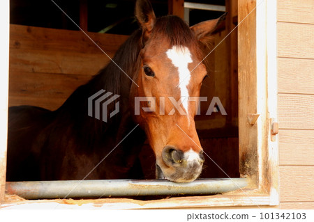 一匹馬從馬厩中探出頭馬 San San Ranch Shimane Prefecture Masuda City Ranch 101342103