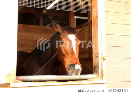 一匹馬從馬厩中探出頭馬 San San Ranch Shimane Prefecture Masuda City Ranch 一匹馬從馬厩中探出頭馬 San San Ranch Shimane Prefecture Masuda City Ranch 101342104
