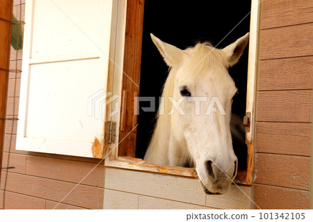 賽馬 San San Ranch 島根縣 Masuda City Ranch 101342105