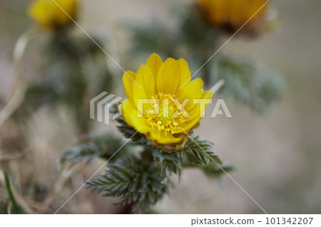 盛開在早春的田野 盛開在早春的田野 101342207