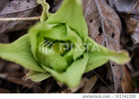 Fuquinot told spring 101342208