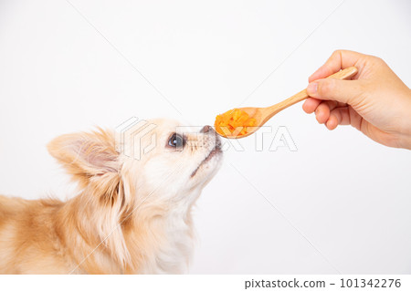 Feeding a Chihuahua a carrot on a bite-sized spoon Feeding a Chihuahua a carrot on a bite-sized spoon 101342276