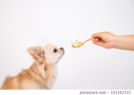Feeding a Chihuahua with cabbage on a bite-sized spoon Feeding a Chihuahua with cabbage on a bite-sized spoon 101342333
