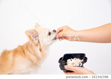 Chihuahua being fed boiled fillet topped directly by the owner Chihuahua being fed boiled fillet topped directly by the owner 101342396
