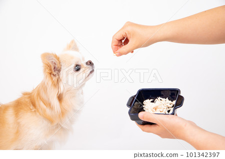 Chihuahua being fed boiled fillet topped directly by the owner 101342397