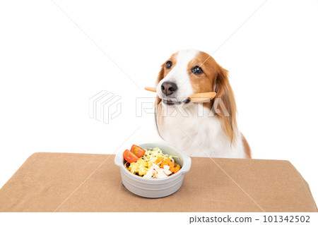 A dog with a spoon of rice topped with dog food is waiting at the signal of maté A dog with a spoon of rice topped with dog food is waiting at the signal of maté 101342502