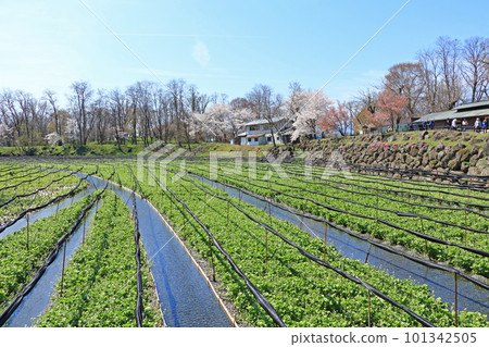 春天櫻花盛開的安曇野大王山葵農場 春天櫻花盛開的安曇野大王山葵農場 101342505