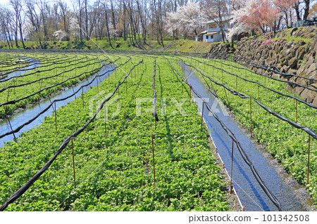 春天櫻花盛開的安曇野大王山葵農場 101342508
