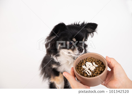 在煮沸的雞內圓角前面的小狗冠上用狗食 101342520