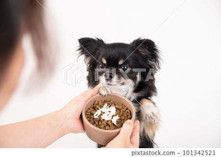 Small dog in front of boiled chicken fillet topped with dog food 101342521