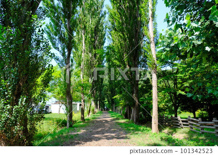 Poplar tree-lined street on the Hokkaido University campus 101342523