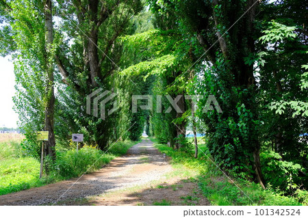 Poplar tree-lined street on the Hokkaido University campus Poplar tree-lined street on the Hokkaido University campus 101342524