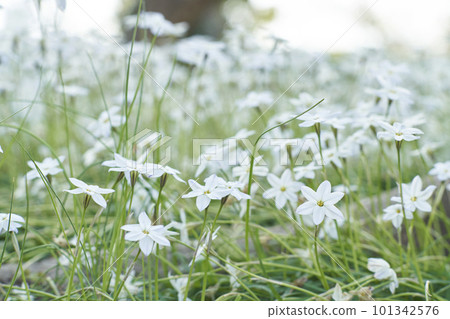 White spring star flower in full bloom White spring star flower in full bloom 101342576
