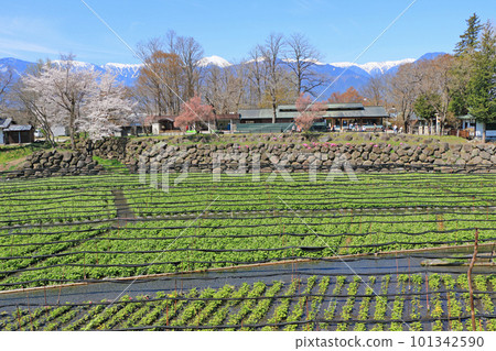 春天櫻花盛開的安曇野大王山葵農場 春天櫻花盛開的安曇野大王山葵農場 101342590