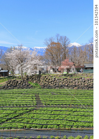 春天櫻花盛開的安曇野大王山葵農場 101342594