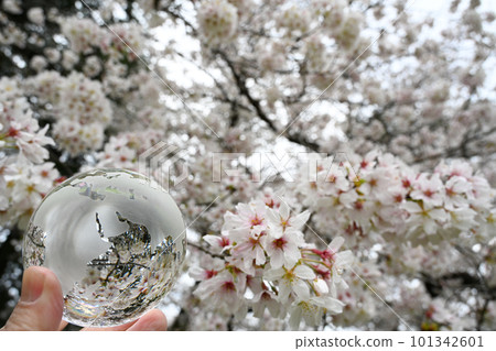 玻璃球和櫻花，環保的形象 101342601