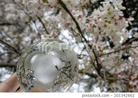 玻璃球和櫻花，環保的形象 101342602