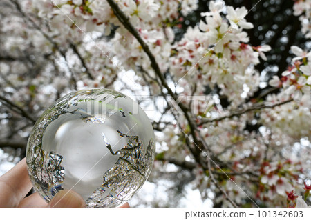 玻璃球和櫻花，環保的形象 101342603