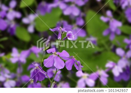 Violet purple hempen flowers blooming in clusters in a spring field Violet purple hempen flowers blooming in clusters in a spring field 101342937
