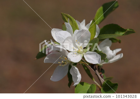 帶淡粉色花朵的海棠 Dorgo 101343028