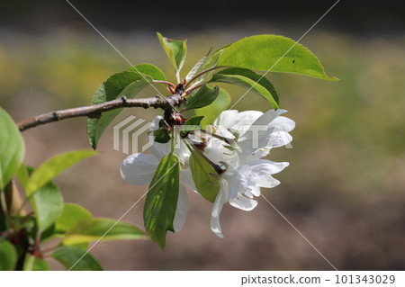 帶淡粉色花朵的海棠 Dorgo 帶淡粉色花朵的海棠 Dorgo 101343029