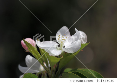 帶淡粉色花朵的海棠 Dorgo 101343030