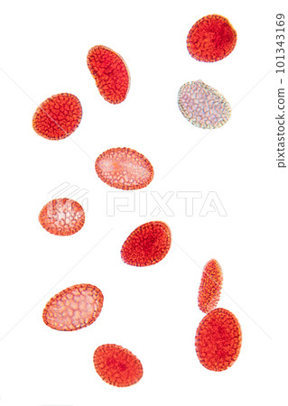 Lily pollen, whole mount, 80X light micrograph. Red stained pollen grains, a fine, coarse powdery substance, under light microscope. Four shots combined to one picture. Isolated, on white background. 101343169