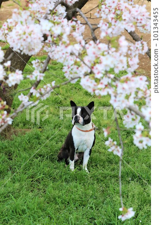 Mighty the Boston Terrier sitting under the cherry blossoms in full bloom♡ Mighty the Boston Terrier sitting under the cherry blossoms in full bloom♡ 101343455