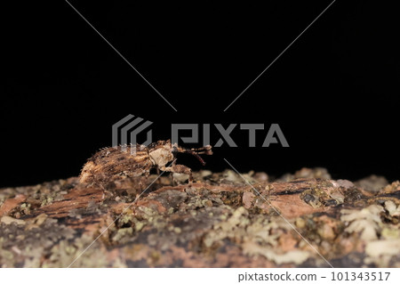 Creatures Insects Nakasujikareki weevil, early April. I was on a concrete pile on a boardwalk in a thicket 101343517