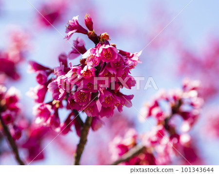 pink flowers just before opening pink flowers just before opening 101343644