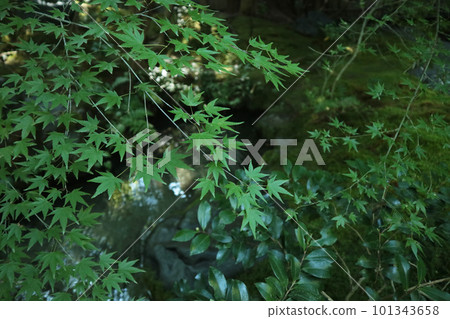 Maple of Rurikoin 101343658