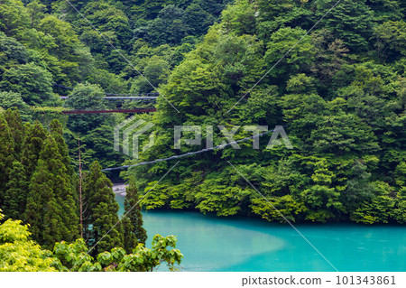 A suspension bridge for monkeys on the Kurobe Gorge Railway with lush greenery seen from a train window in Japan A suspension bridge for monkeys on the Kurobe Gorge Railway with lush greenery seen from a train window in Japan 101343861