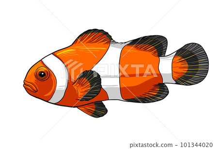 Clownfish vecto 101344020