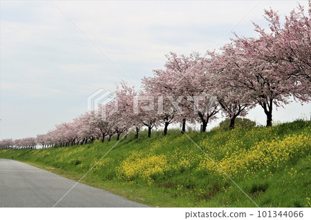 Cherry blossoms blooming gently on the embankment, Omoigawa cherry blossoms, spring day Cherry blossoms blooming gently on the embankment, Omoigawa cherry blossoms, spring day 101344066