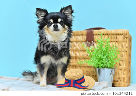 奇瓦瓦旅行圖像（藍色背景） 101344211