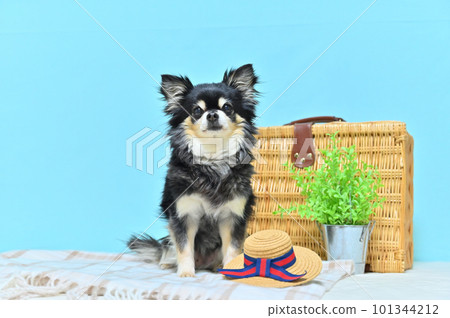 Chihuahua travel image (blue background) Chihuahua travel image (blue background) 101344212