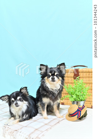 Good friend Chihuahua travel image (blue background) 101344243