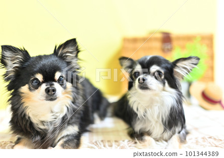 Good friend Chihuahua travel image (yellow background) Good friend Chihuahua travel image (yellow background) 101344389