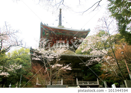 Kumagaya Temple, Cherry Blossoms, No. 8 Temple (Tokushima Prefecture, Shikoku Pilgrimage) Kumagaya Temple, Cherry Blossoms, No. 8 Temple (Tokushima Prefecture, Shikoku Pilgrimage) 101344594