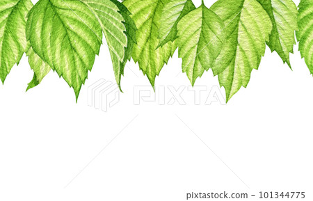 Green leaf seamless border. Watercolor illustration. Birch leaves seamless border. Green lush vegetation element. White background Green leaf seamless border. Watercolor illustration. Birch leaves seamless border. Green lush vegetation element. White background 101344775