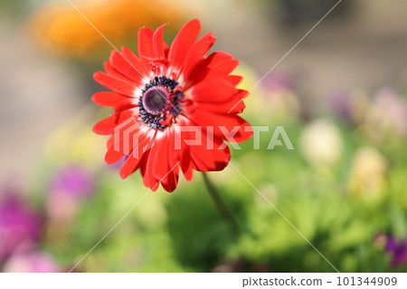 單紅海葵 單紅海葵 101344909