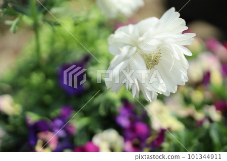 White double-flowered anemone White double-flowered anemone 101344911