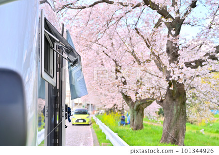 露營車賞櫻 一排盛開的櫻花樹 露營車賞櫻 一排盛開的櫻花樹 101344926